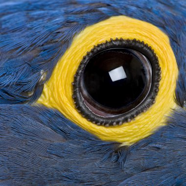 Hyacinth Macaw, 1 year old, close up on eye clipart