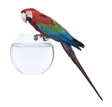 Red-and-green Macaw, Ara chloropterus, standing on fish bowl in front of white background clipart