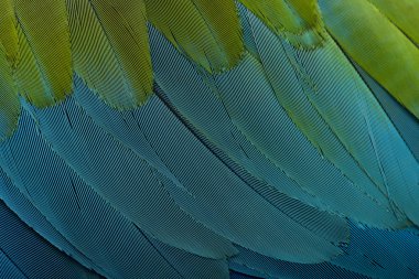 Red-and-green Macaw, close up on feathers clipart