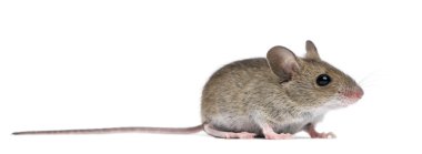 Side view of Wood mouse in front of white background clipart