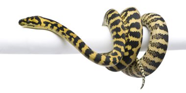 Morelia spilota variegata python, 1 year old, eating mouse in front of white background clipart