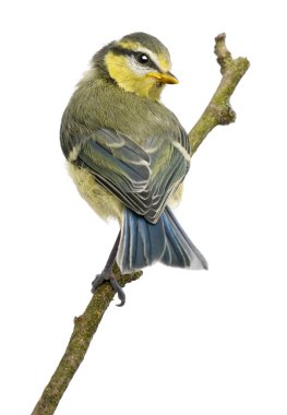 Blue Tit, 23 days old, perching on branch against white background clipart