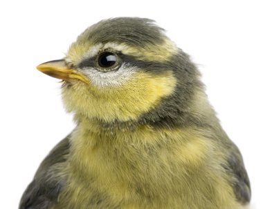 Blue Tit, 23 days old, close up against white background clipart