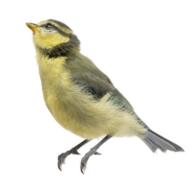 Blue Tit, 23 days old, perching on branch against white background clipart