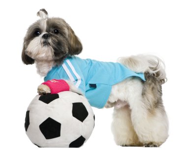 Shih Tzu, 18 months, dressed with soccer ball, in front of white background