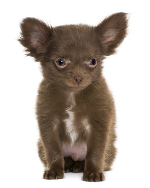 Chihuahua köpek yavrusu, 5 ay eski beyaz arka plan