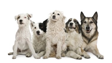 Two mixed-breeds, border collie, Australian shepherd, parson russel terrier, in front of white background clipart