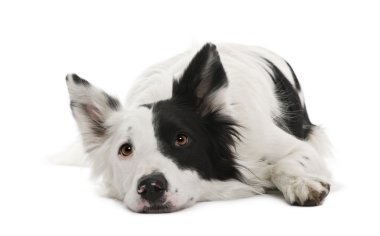 Border collie, 4 years old, in front of white background clipart