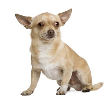 Chihuahua, 2 yıl yaşlı, beyaz arka plan