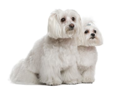 Bichon frise and a Maltese, 7 years and 3 years old, in front of white background clipart