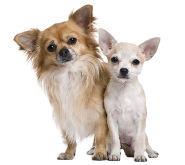 iki chihuahuas, 3 yaşında ve beyaz arka plan önünde 5 aylık köpek yavrusu