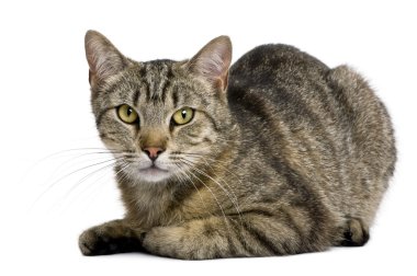 European tiger cat, 13 months old, in front of white background clipart