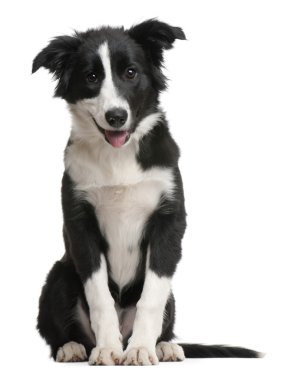 Border Collie puppy clipart