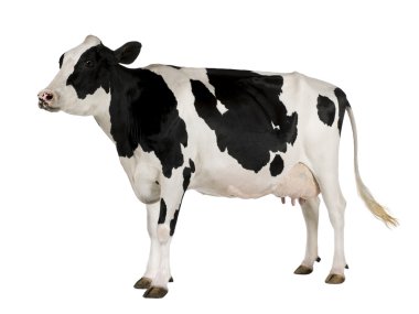 Картина, постер, плакат, фотообои "корова, 5 лет, на белом фоне
", артикул 10891323