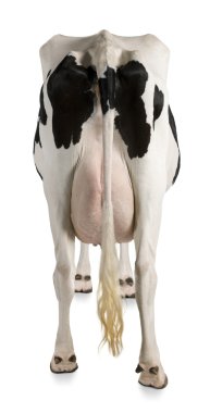 Holstein inek, 5 yıl yaşlı, beyaz arka planı arka görünüm