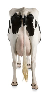 Holstein cow, 5 years old, against white background, rear view clipart