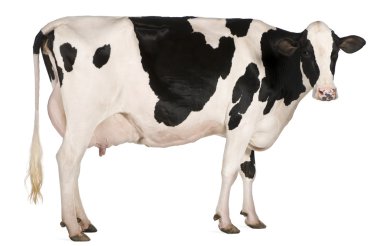 Картина, постер, плакат, фотообои "корова, 5 лет, на белом фоне
", артикул 10891347
