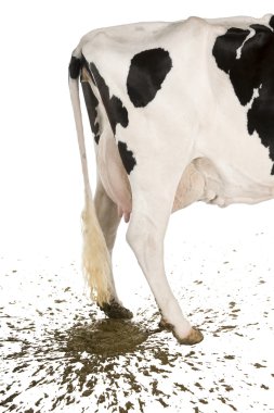 Holstein cow, 5 years old, defecating against white background clipart