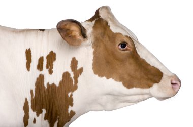 Holstein inek, 4 yıl yaşlı, beyaz arka planı ayakta