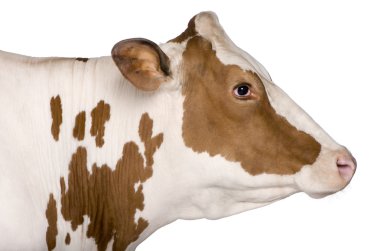 Holstein cow, 4 years old, standing against white background clipart