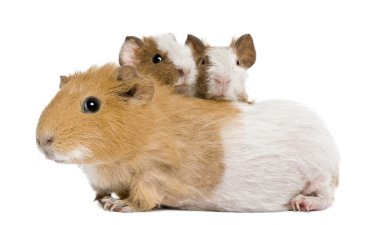 Mother Guinea Pig and her two babies against white background clipart