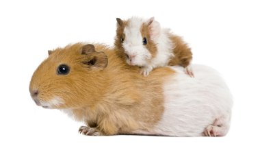 Guinea pig and her baby in front of white background clipart