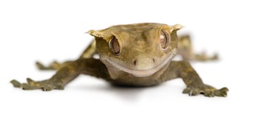 New Caledonian Crested Gecko against white background clipart
