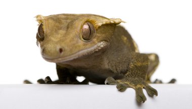 Yeni Kaledonya gecko beyaz arka plan tepeli