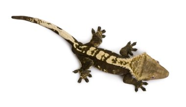 New Caledonian Crested Gecko against white background clipart