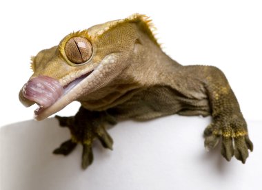 Beyaz arka plan önünde ağzını yalıyor, gecko, rhacodactylus ciliatus, Yeni Kaledonya tepeli