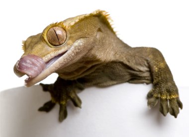 New Caledonian Crested Gecko, Rhacodactylus ciliatus, licking his mouth in front of white background clipart