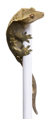 New Caledonian Crested Gecko, Rhacodactylus ciliatus climbing pole in front of white background clipart