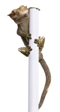 Yeni Kaledonya gecko, beyaz arka plan önünde rhacodactylus ciliatus tırmanma kutup tepeli