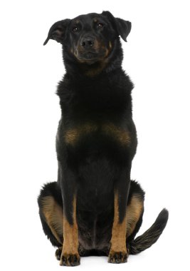 beauceron, 8 yıl eski, önünde oturan arka plan beyaz.