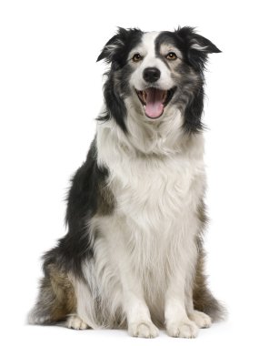 Border collie, 3 years old, lying in front of white background clipart