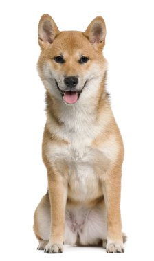 Shiba inu, 6 months old, sitting in front of white background clipart