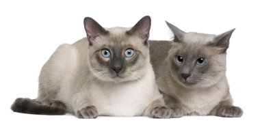 Siamese cat, 3 years old and 8 months old, lying in front of white background clipart