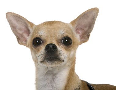 Chihuahua, 12 ay yaşlı, beyaz bir arka plan karşı kapatın