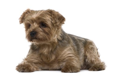 Yorkshire terrier, 6 yaşında bir çocuk, önünde yalan arka plan beyaz.