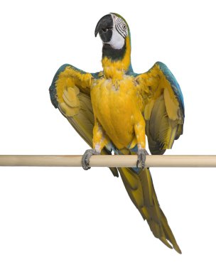 Young Blue-and-yellow Macaw perching in front of white background clipart