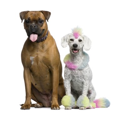 Poodle with multi-colored hair and mohawk, 12 months old, sittin clipart