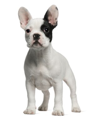 Fransız bulldog yavru köpek, 3 ay yaşlı, beyaz b duran