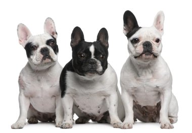 Group of French Bulldogs sitting in front of white background clipart