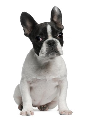 French Bulldog puppy, 4 months old, sitting in front of white ba clipart