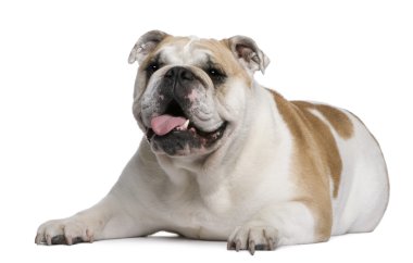 İngilizce Bulldog