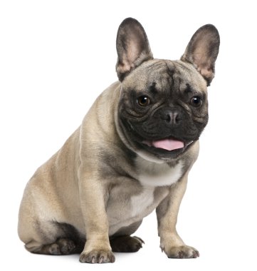 Franse bulldog, 8 maanden oud, zit op witte achtergrond