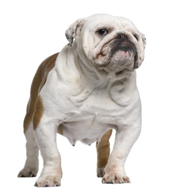 İngilizce bulldog, 5 yıl yaşlı, beyaz arka plan duran