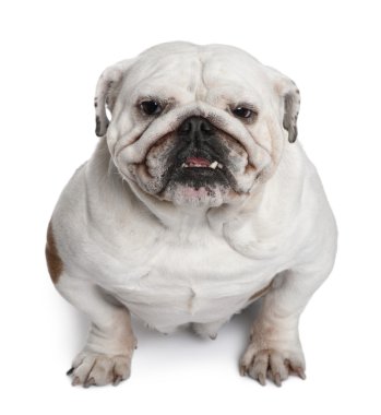 İngilizce bulldog, 5 yıl yaşlı, beyaz arka plan duran