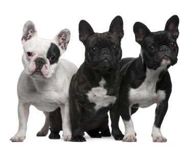 French Bulldogs, 11 months old, 3 and 6 years old, sitting and s clipart