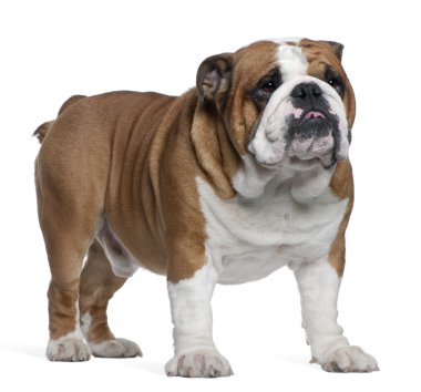 İngilizce bulldog, 2 yıl yaşlı, beyaz arka plan duran